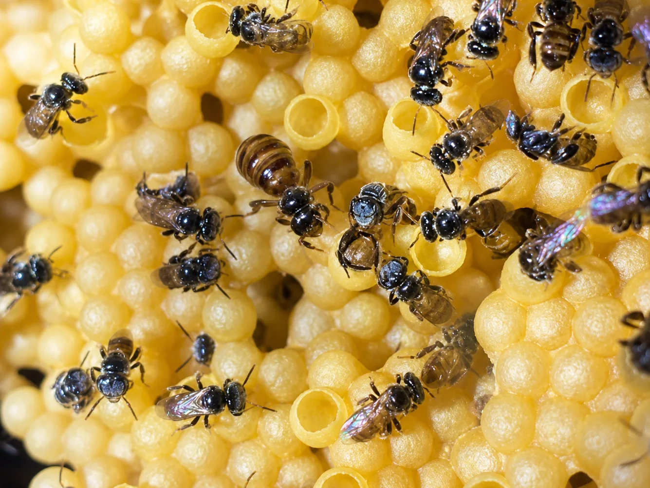 Stingless bee hive with honey, pollen and brood