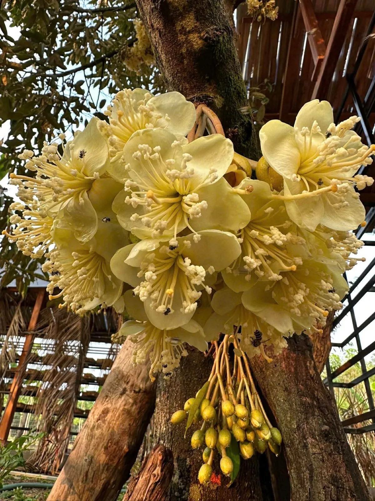 Floral nectar source