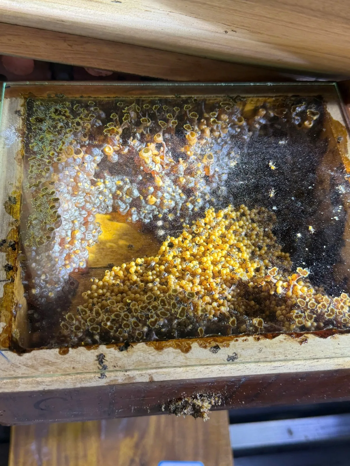 Hive frame full of bees